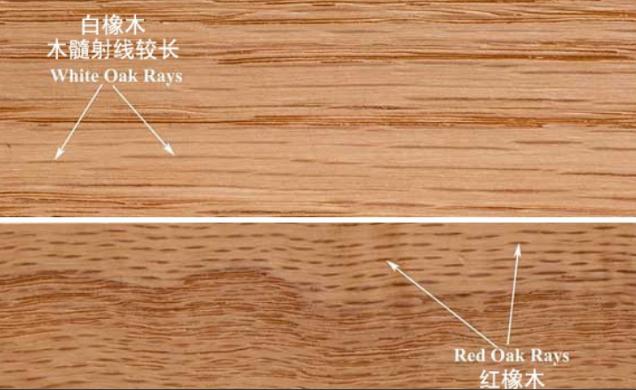 紅白橡木皮木射線區(qū)分 紅白橡木皮木射線區(qū)分